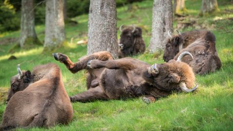 Bison aren’t just beneficial for helping environments store more carbon, they’re often described as <a href="https://www.rewildingbritain.org.uk/why-rewild/reintroductions-key-species/key-species/european-bison#:~:text=The%20bison%20is%20a%20keystone,butterflies%2C%20insects%2C%20and%20reptiles." target="_blank">ecosystem engineers</a>. By debarking trees, they clear wooded patches, allowing grassland plant species to grow. Their unique wallowing (soil-bathing) behavior creates habitats for a host of ground-dwelling insect and reptile species, and by <a href="https://rewildingeurope.com/impact-stories/european-bison/#:~:text=In%20addition%2C%20bison%20disperse%20nutrients,floral%20biodiversity%20and%20supports%20pollinators)." target="_blank">dispersing seeds</a> stuck to their fur and in their dung, they help to further improve ecosystem diversity.