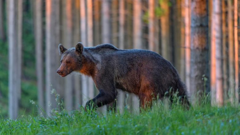 Mandatory Credit: Photo by Bernd Zoller/imageBROKER/Shutterstock (9392582a)
Brown bear (Ursus arctos), running through grass in spruce high forest, evening light, Mala Fatra, Little Fatra, Slovakia
VARIOUS